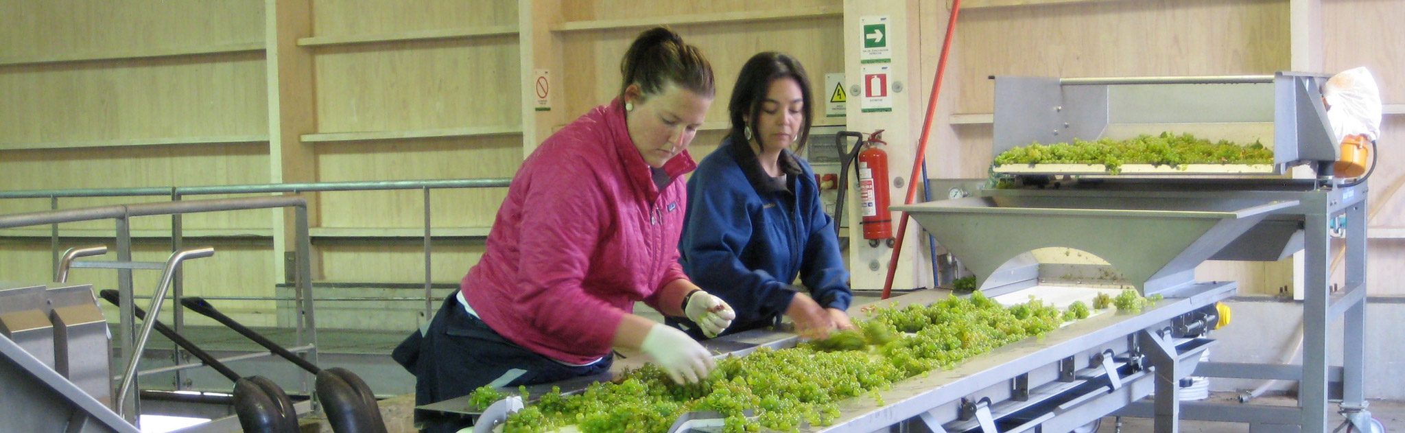 2011 Intern, Whitney Ulvestad, sorting grapes with Evelyn Vidal