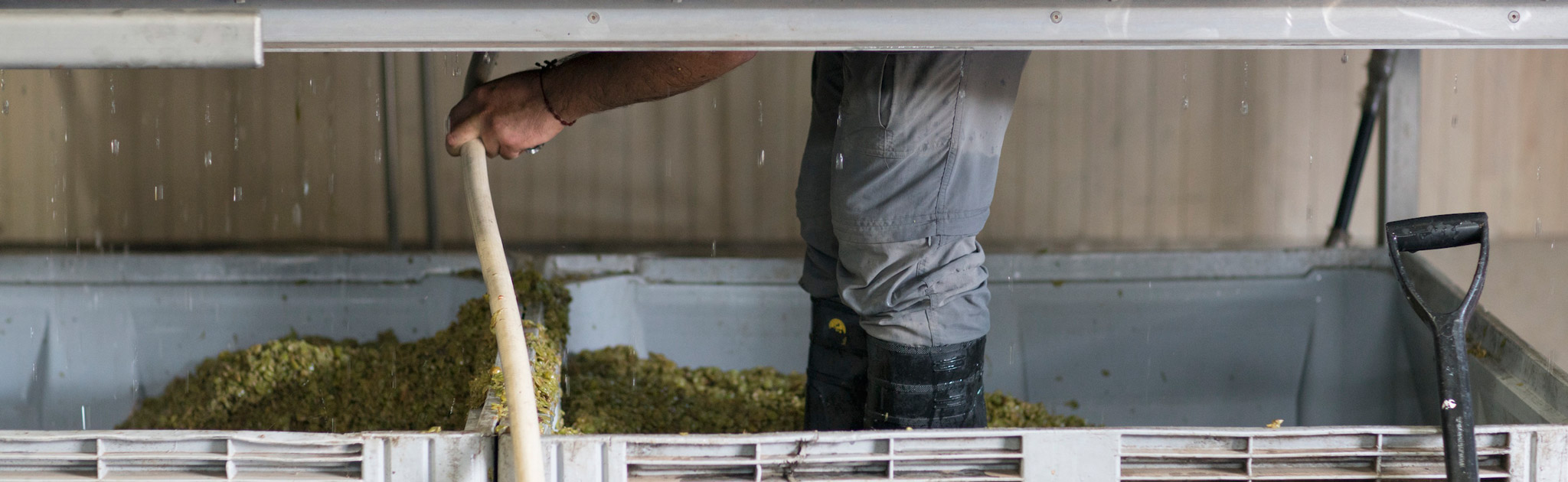 Our cellar master, Manuel, inside the press cleaning out the skins from our freshly pressed Sauvignon Blanc.