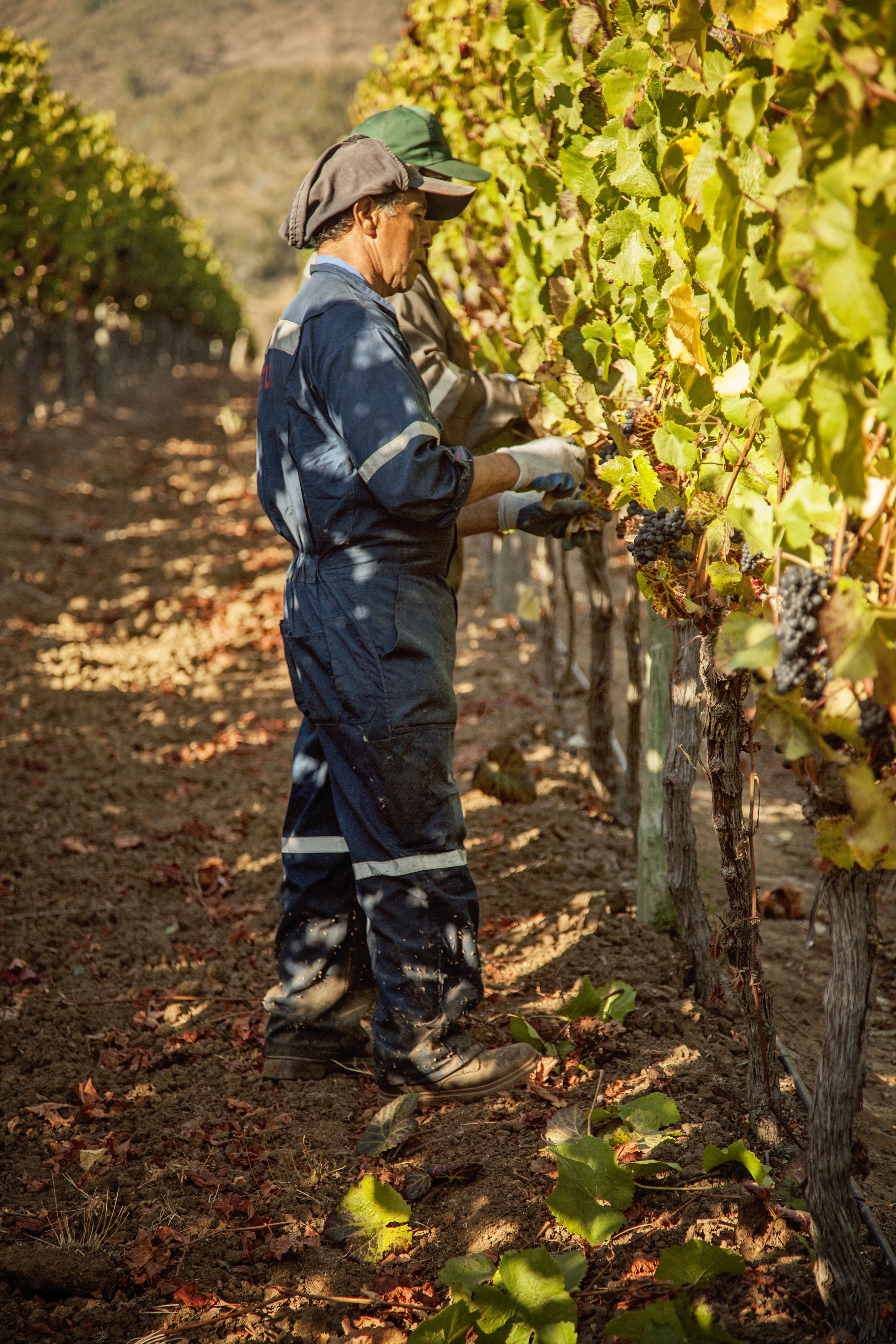 Members of our Chilean team hard at work in the vines harvesting grapes just before COVID lockdowns began.