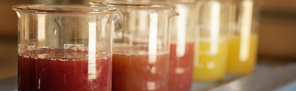 Beakers of grape juice (must) arranged by Pilar to be tested