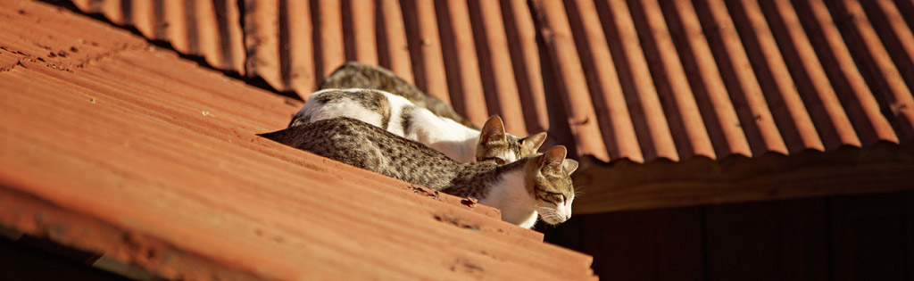 Cats on a hot tin roof in Valparaíso, Chile