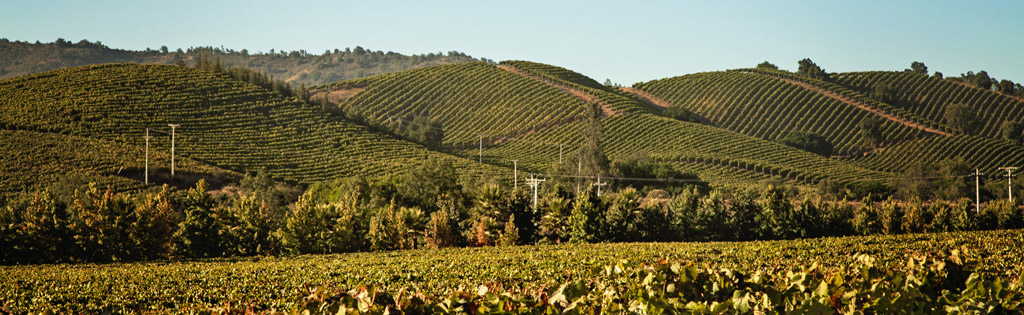 The high hills of our family vineyards