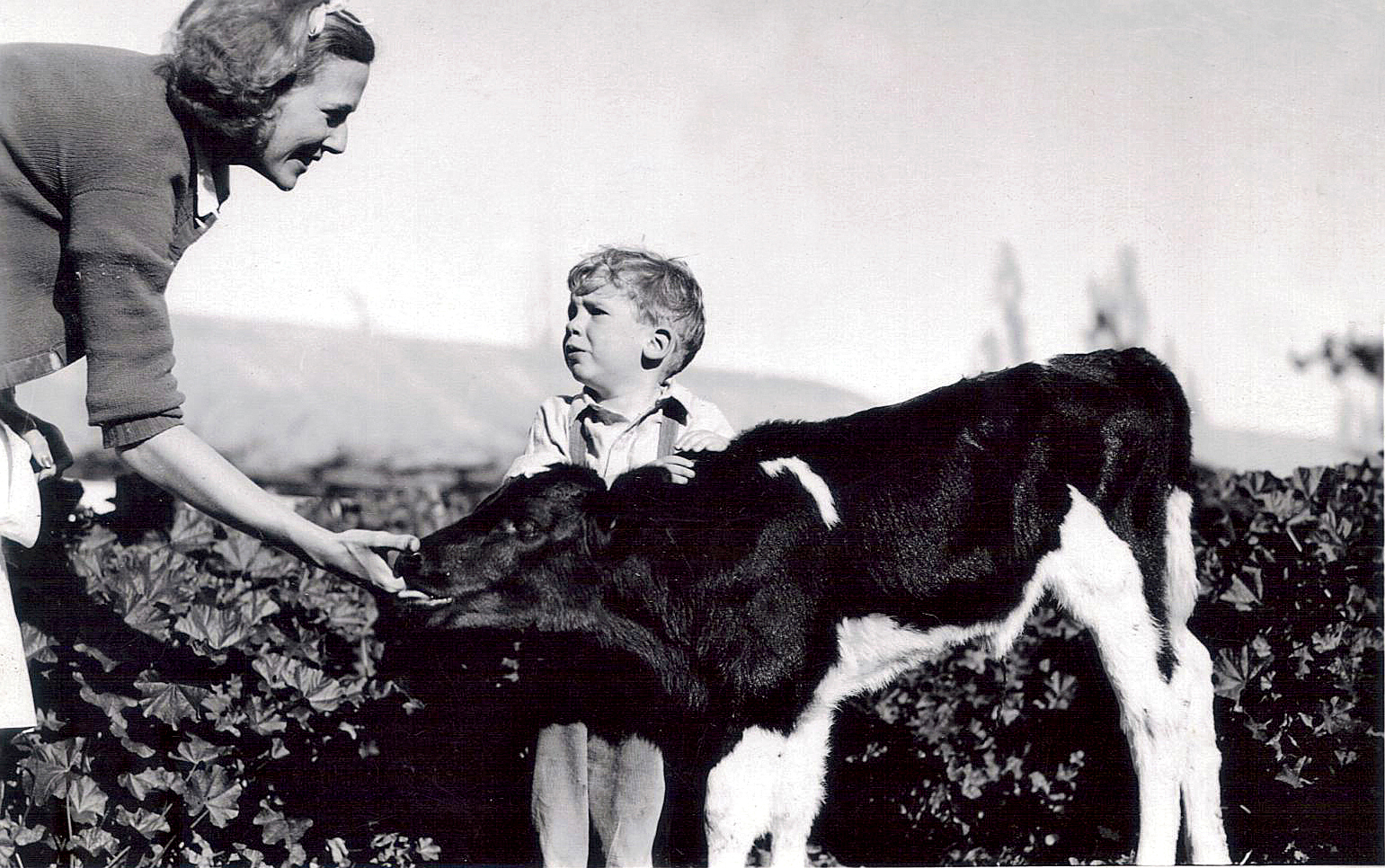 Michael looks unsure about the calf munching on his mother, Janet’s, hand. 