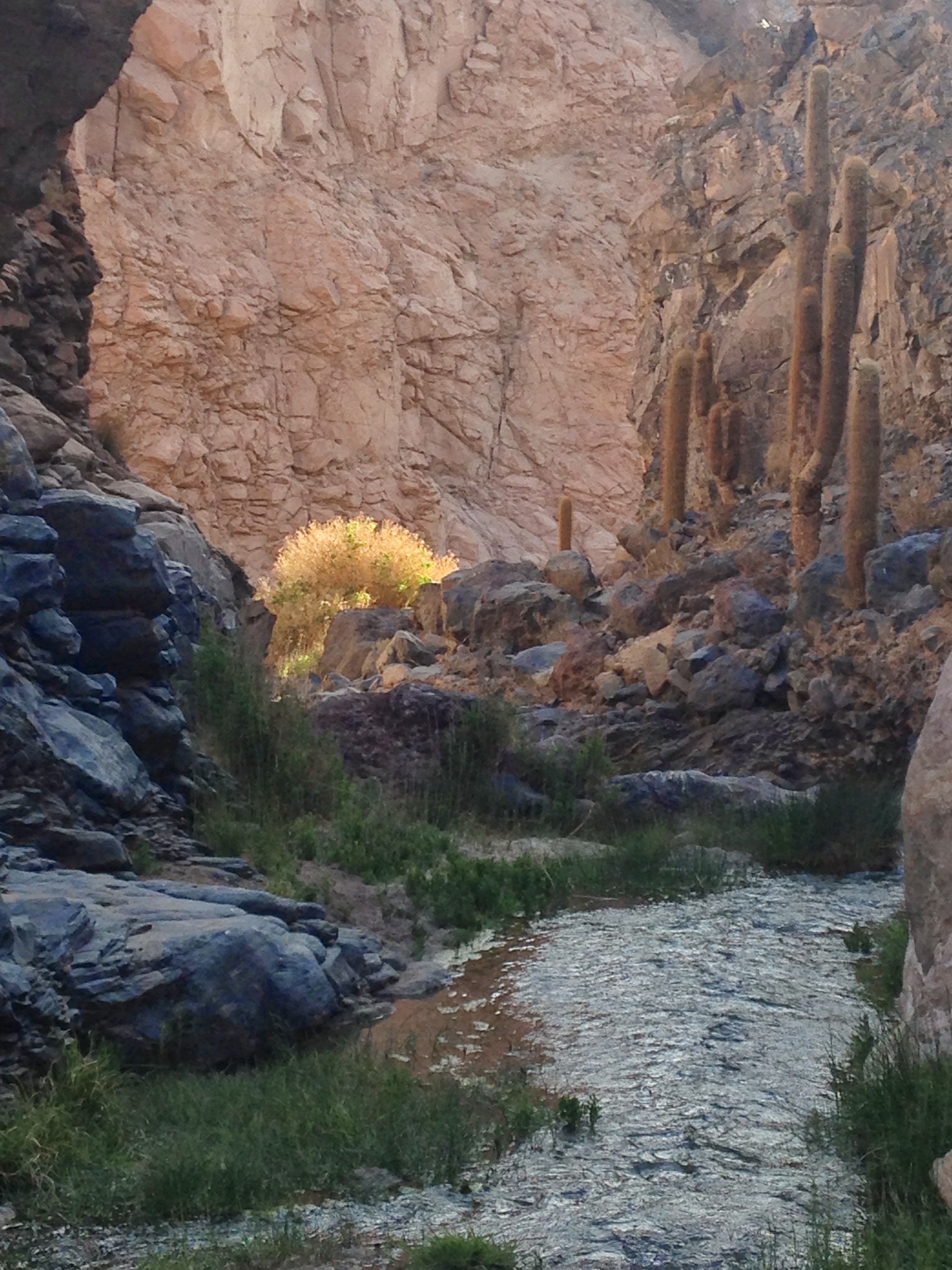 Huge cacti grow among the rocks of <em>Guatin</em> canyon.