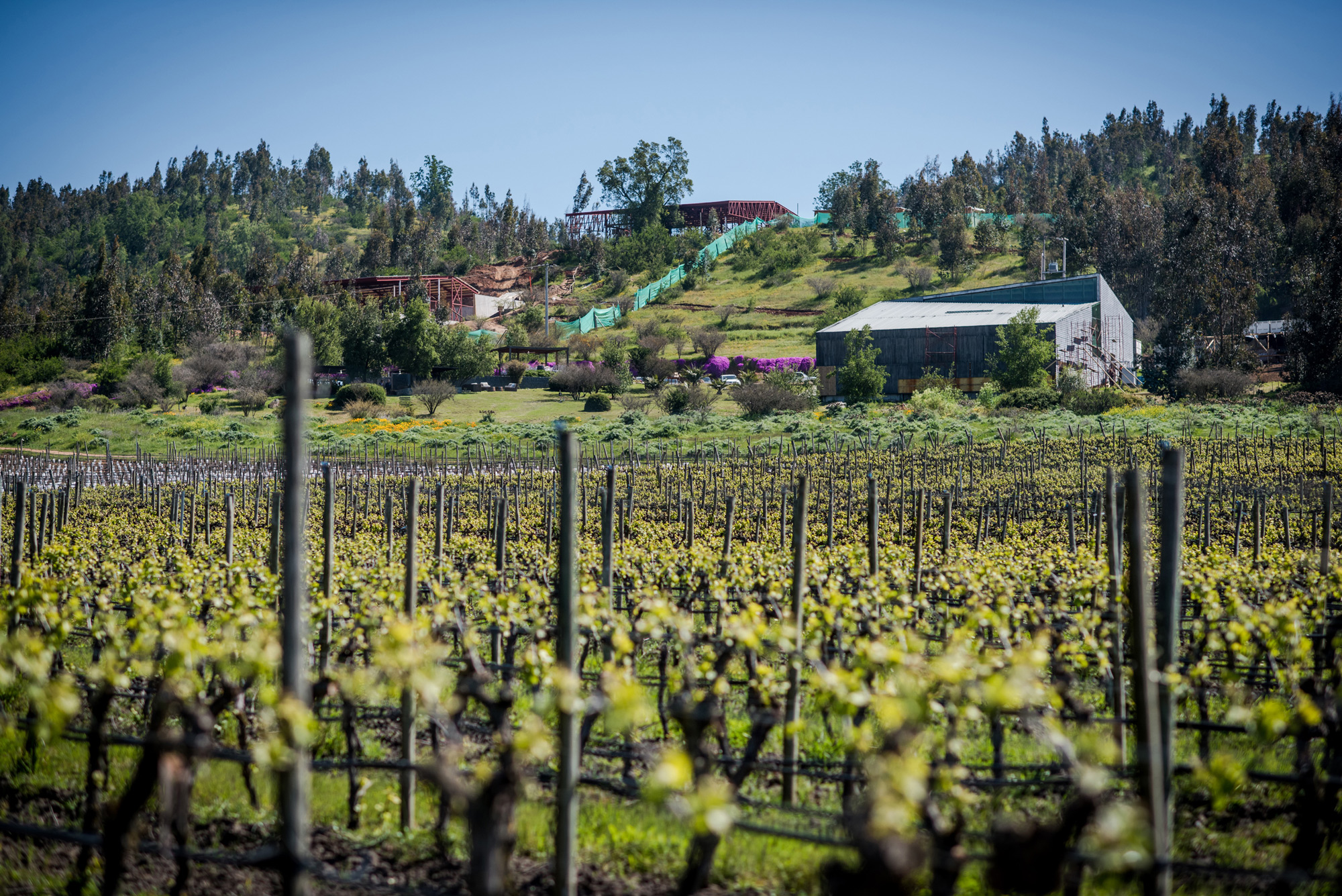 Looking at the winery from the vineyard, you can see the new construction to the left.