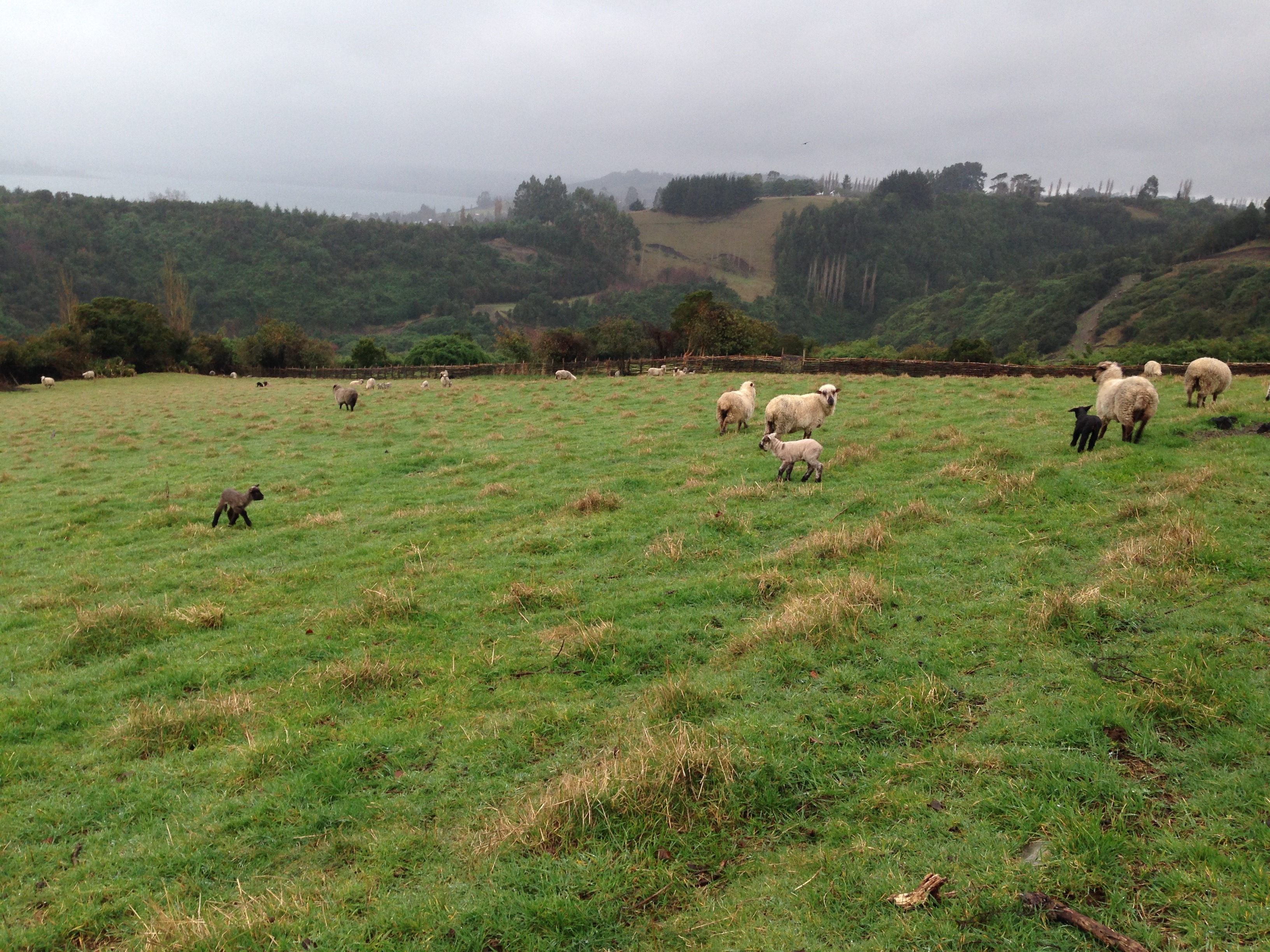 Sheep graze on a hillside in Chiloé.