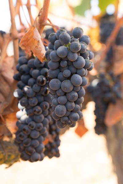 Stanford MBA '99 Wine Circle