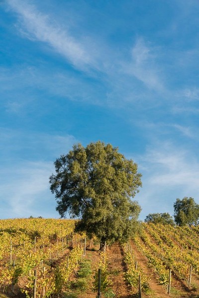 Kingston Uncorked