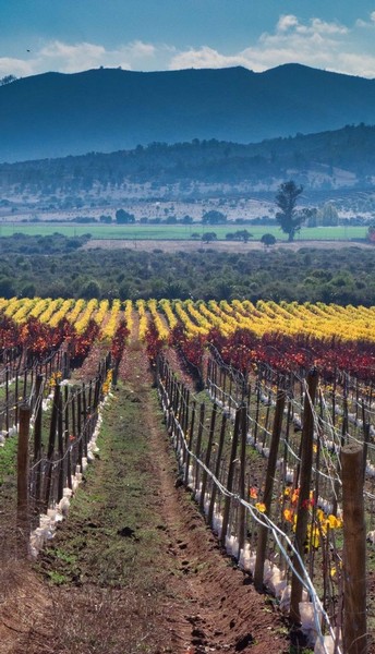 Kingston Uncorked